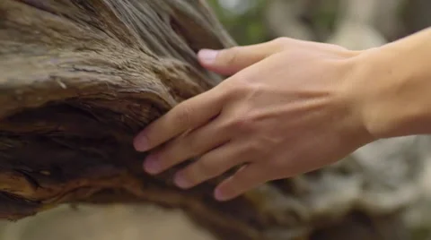 Close Up Of Man's Hand, As He Feels The Bark Of A Tree, Slow Motion Stock Footage 51396518