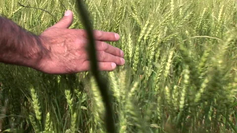 Close-up of a mans hand moving over waving wheat in a field Stock Footage 310388370