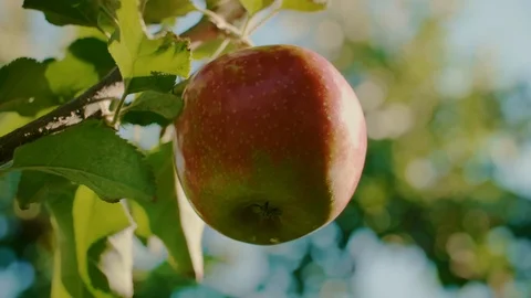 Close up of man's hand picking apple Stock Footage 117359318