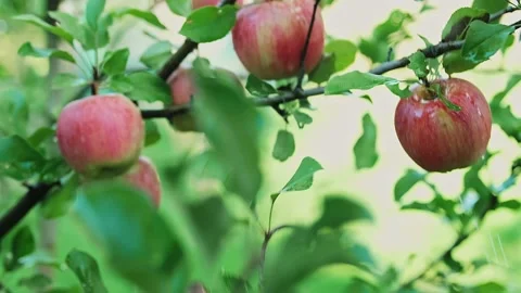 Close up of a man's hand picking one red apple in a garden. Stock Footage 238482332