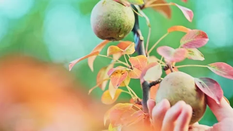 Close-up of a man's hand picking up a pear from a tree branch. Stock Footage 240299608