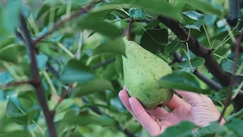 Close-up of a man's hand picking up a single green pear. Stock Footage 240299631