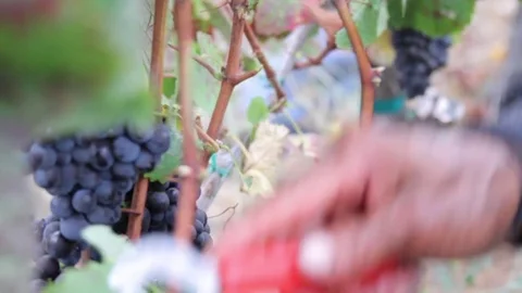 Close up of  a man's hand picking wine grapes in California Stock Footage 84807433