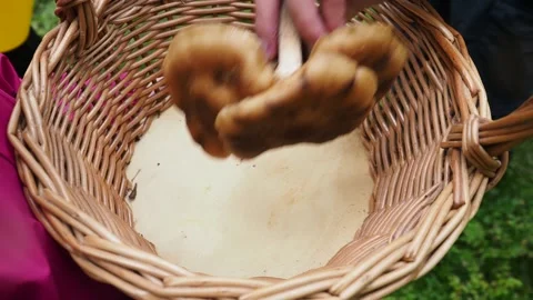 Close up. Man's hand puts careful three mushrooms into the wicker basket in Stock Footage 159609175