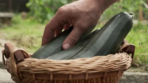 Close up man's hand Puts Zucchini Squash in wooden basket Harvesting at home  Stock Footage 134837939