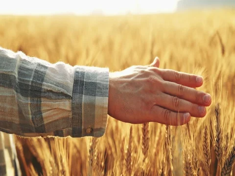 Close-up of Man's Hand Running Through Wheat Field. SLOW MOTION 4K DCi. Stock Footage
