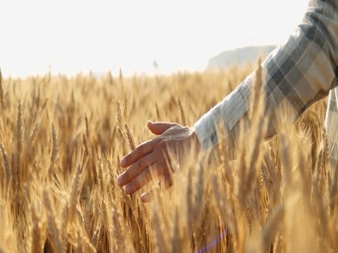 Close-up of Man's Hand Running Through Wheat Field. SLOW MOTION 4K DCi. Vidéo 77814546