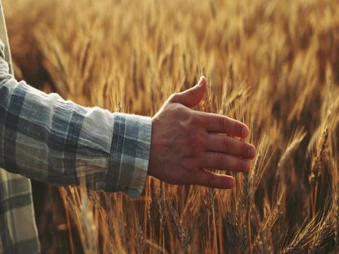 Close-up of Man's Hand Running Through Wheat Field. SLOW MOTION 4K DCi. 動画素材 77814547