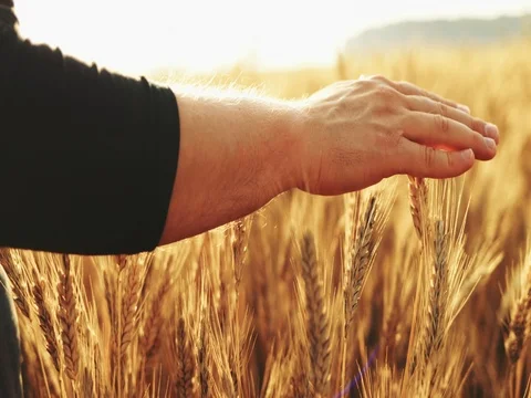 Close-up of Man's Hand Running Through Wheat Field. SLOW MOTION 4K DCi. 스톡 동영상 77814774