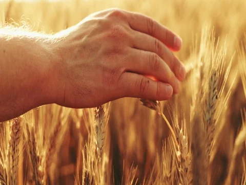 Close-up of Man's Hand Running Through Wheat Field. SLOW MOTION 4K DCi. Video stock 77814783