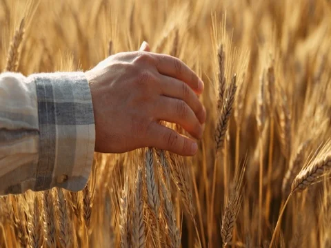 Close-up of Man's Hand Running Through Wheat Field. SLOW MOTION 4K DCi. Video stock 77815364