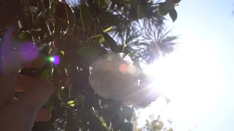Close-up of man's hand running through sunny lavender field. SLOW MOTION 120 fps Stock Footage 116775509