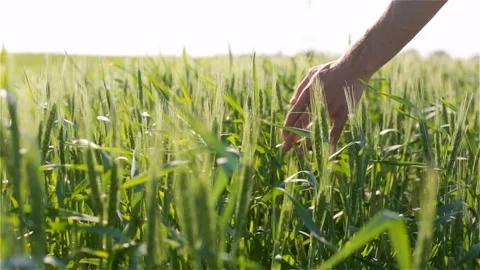 Close-Up Of Man's Hand Running Through Wheat Field 動画素材 123699471