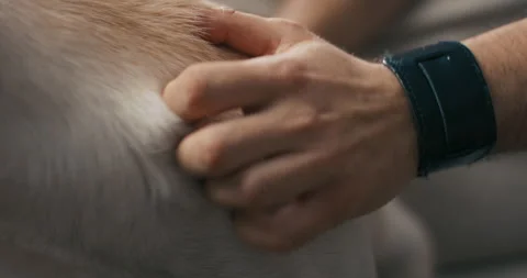 Close-up of a man's hand stroking the beautifully groomed coat of a bright big Stock Footage 218190802