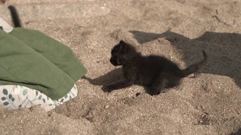 Close-up of a man's hand stroking a small stray kitten in black and white on the Stock Footage 221100604