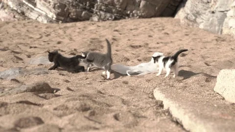 Close-up of a man's hand stroking a small stray kitten in black and white on the Stock Footage 221100614