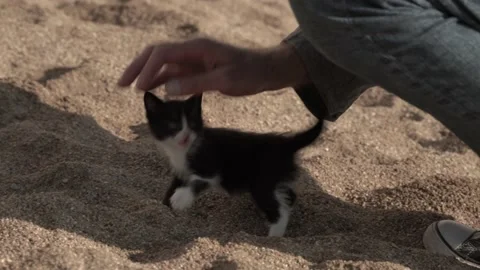 Close-up of a man's hand stroking a small stray kitten in black and white on the Stock Footage 221100621