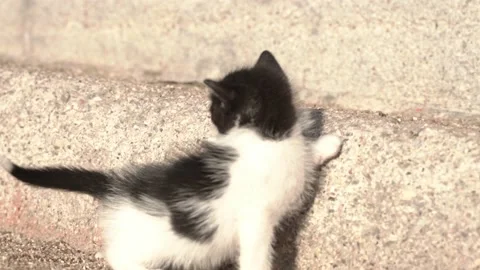 Close-up of a man's hand stroking a small stray kitten in black and white on the Stock Footage 221100639