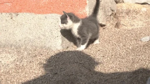 Close-up of a man's hand stroking a small stray kitten in black and white on the Stock Footage 221100650