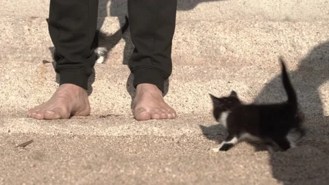 Close-up of a man's hand stroking a small stray kitten in black and white on the Stock Footage 221100664