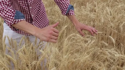 Close up man’s hand touching field of wheat. Agriculture harvest concept. Stock Footage 241574272