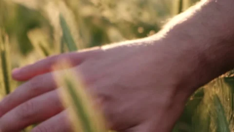 Close up of a man's hand touching golden grass walking through the field 库存影片 136901757