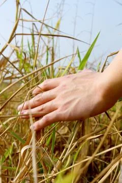 Close up of a man's hand touching the grass, 'feeling nature' Stock Photos