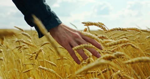 Close up of man's hand in wheat field gently touching wheat ears Stock Footage 94685273