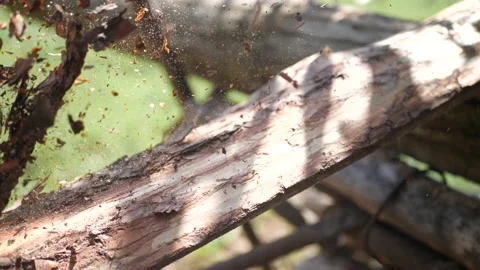 Close-up of man's hand working with woods, ripping off bark outdoor on a sunny 스톡 동영상 136034807