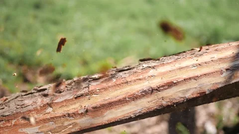 Close-up of man's hand working with woods, ripping off bark outdoor on a sunny Video stock 136034877