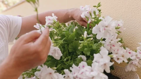 Close-up of the man's hands carefully cleaning the dried flowers. 스톡 동영상 240847392
