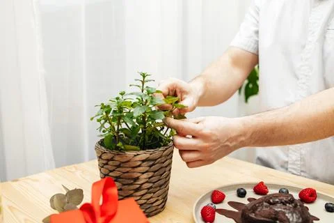 Close-up of a man's hands decorating a chocolate heart cake with a sprig of Stock Photos