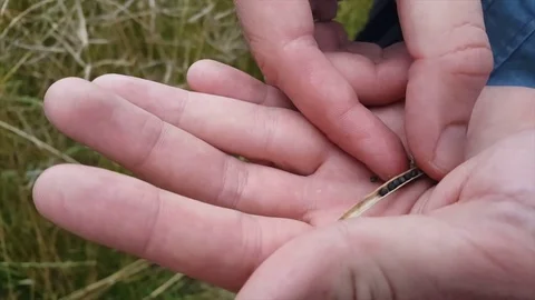 Close up of man’s hands empty black seeds from dried rapeseed pod unto palm Vídeos de archivo 78711865