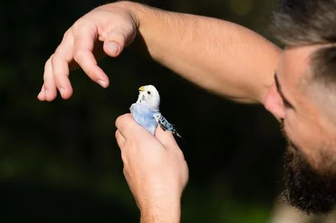 Close-up of a man's hands gently holding a small, light blue parrot. The scen Stock Photos