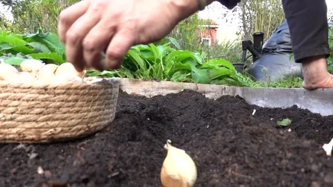 Close-up of man's hands growing garlic. Garlic planting on raised wooden be.. Stock Footage 255227284