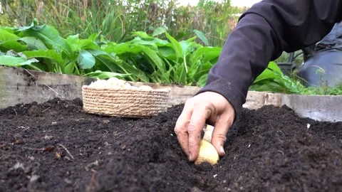 Close-up of man's hands growing garlic Stock Footage 255227294