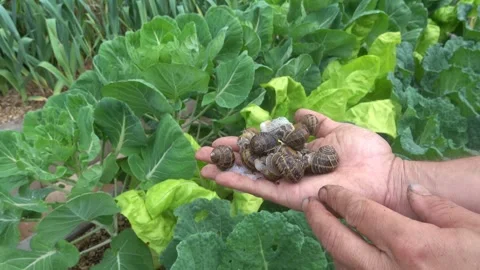 Close up of a man's hands holding a handful of collected garden snails from.. Stock Footage 339667655