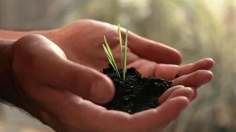 Close up man's hands holding new growth plant Stock Footage 46216452