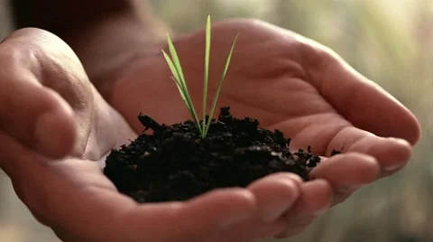 Close up man's hands holding new growth plant Stock-Footage 46216658