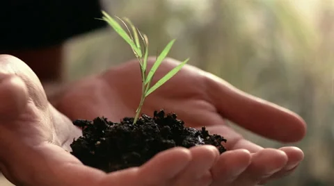 Close up man's hands holding new growth plant Stock-Footage 46216859