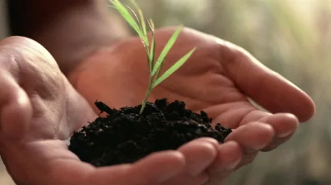Close up man's hands holding new growth plant Stock Footage 46216974