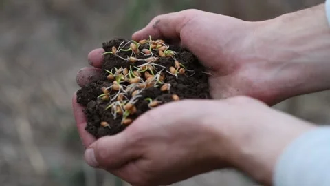 Close-up of a man's hands holding soil with sprouted wheat seeds on top Vidéo 300096963