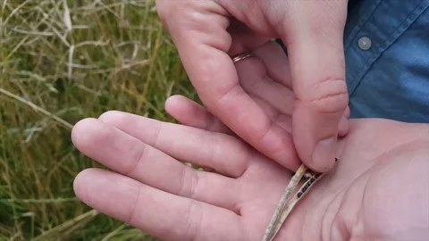Close up of man’s hands open dried rapeseed pod and uncover black seeds Vídeos de archivo 78711723