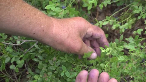 Close up of a man's hands picking wild blueberries in a forest during summer. Stock-Footage 136436420