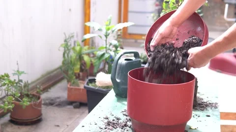 Close-up of man's hands placing fertile soil in a garden pot in the morning Stock Footage 277556361