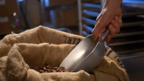 Close-up of a man's hands scooping up raw cacao chocolate beans from bag. Stock Footage 100646879