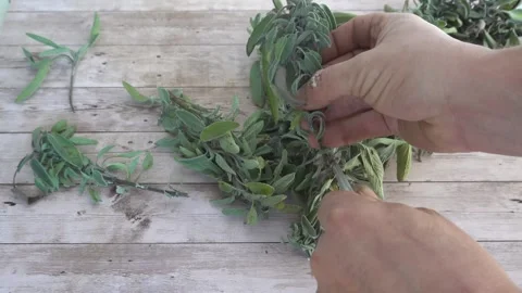 Close up of a man's hands stripping lower leaves from a sage branch to prep.. Stockbeeldmateriaal 338328619