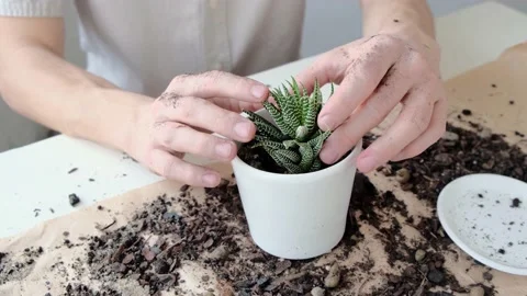 Close up man's hands transplants an succulent into a new white ceramic pot. Stock Footage 147409773