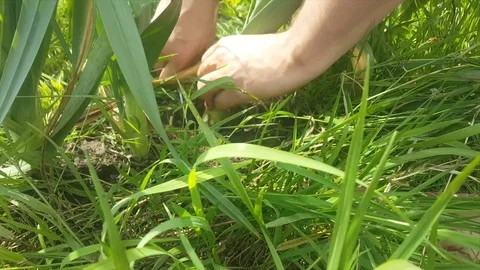 Close up of man’s hands use knife to harvest leak, cut into soil around leek Vídeos de archivo 78711171