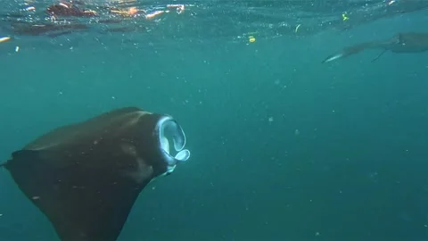 Close up of Manta Ray Stock Footage 331149695